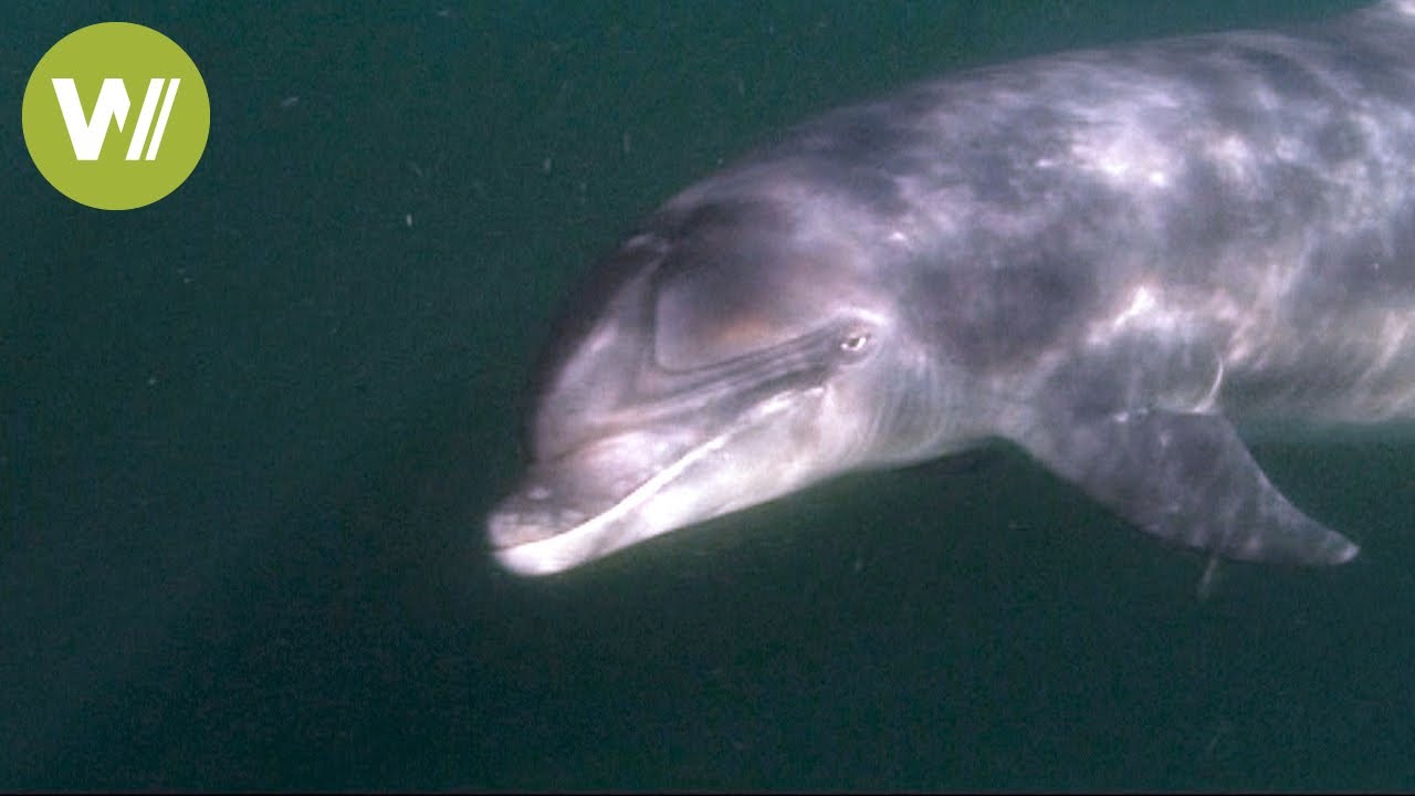 Fungie - Der berühmteste Delfin Irlands