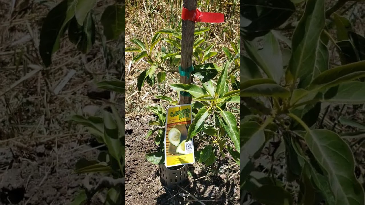 🥑 CARMEN HASS & GEM 🌿🌿 2 AVOCADO TREES IN SAME MOUND 🥑 WATSONVILLE CALIFORNIA 8/10/23