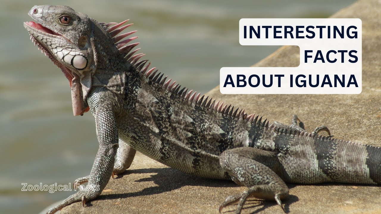 Amazing Facts About The Iguana You Didn't Know! | Zoological Facts