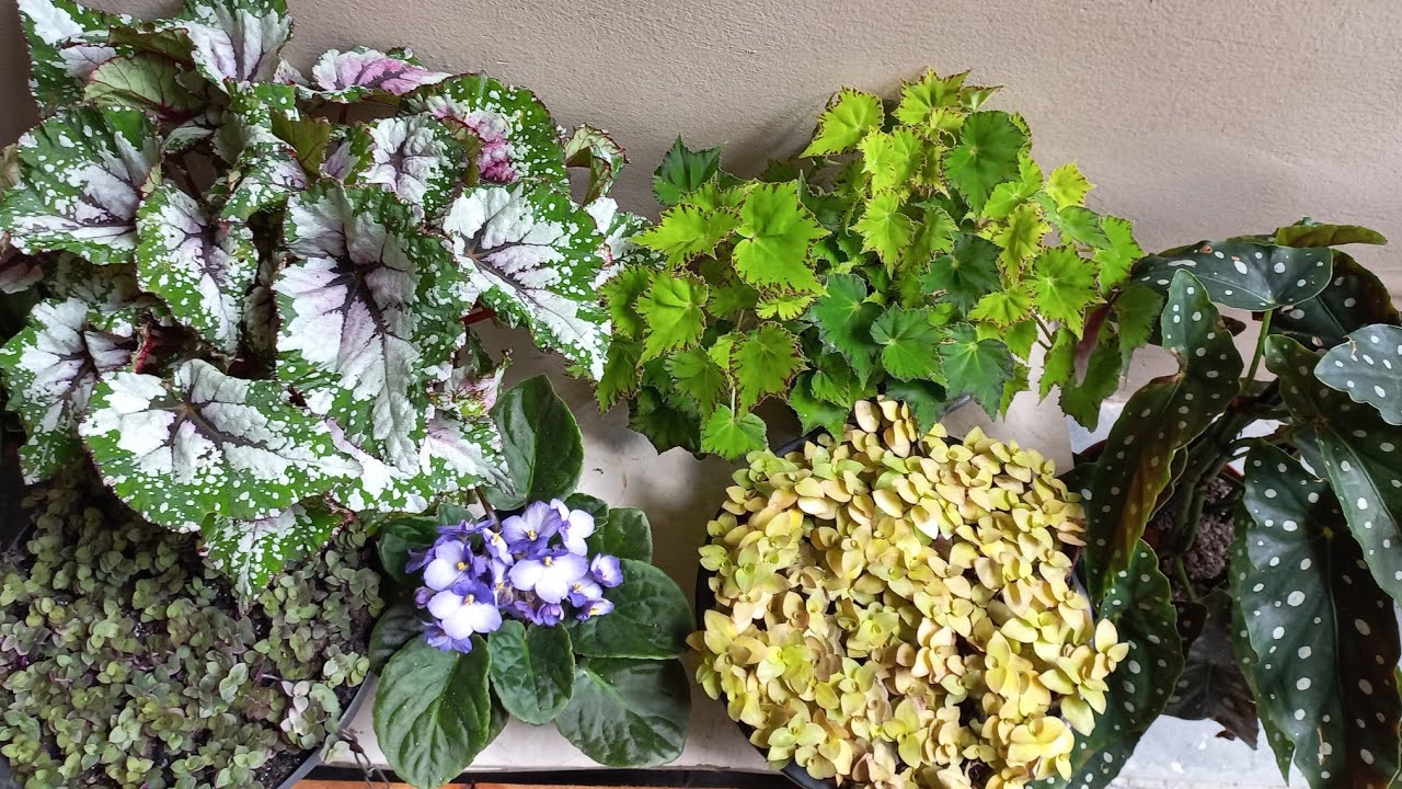 Plantas novas no jardim, replante do tostão dourado e tapete de rainha amarelo. .