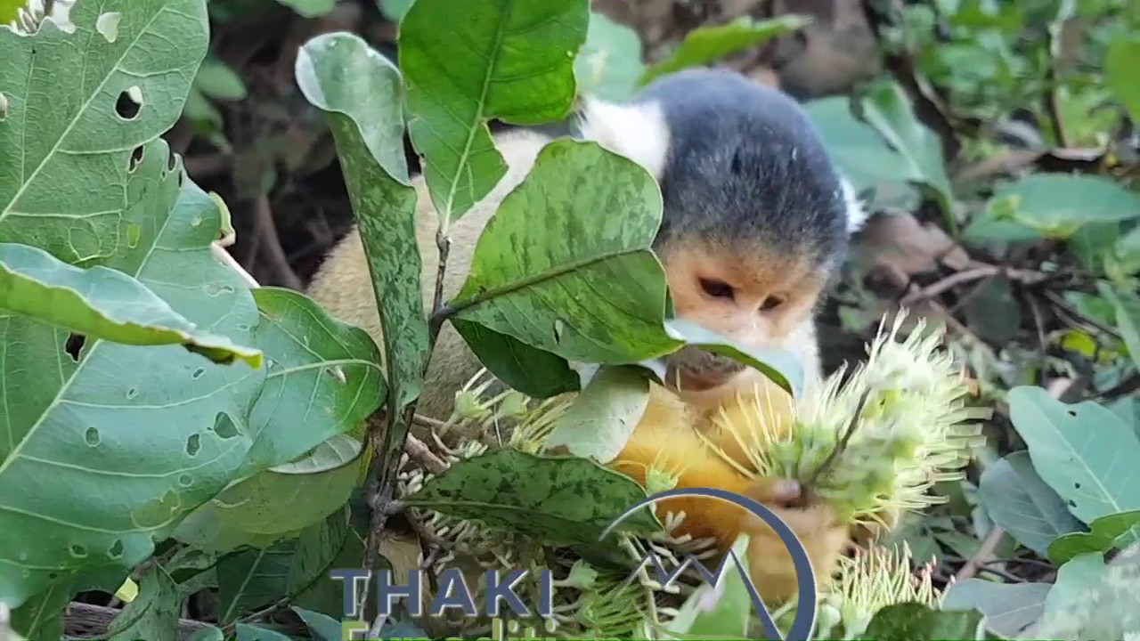 L' Amazonie bolivienne avec Thaki Voyage