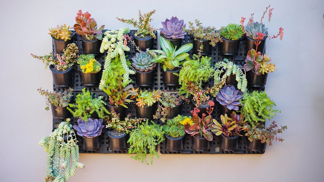 Vertical Succulent Garden - Watex Expandable Green Wall