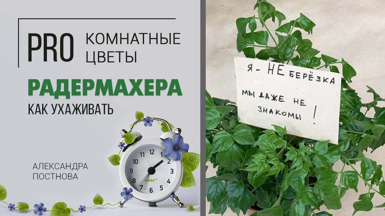Простой комнатный цветок с непростым названием Радермахера - как ухаживать за этим растением.