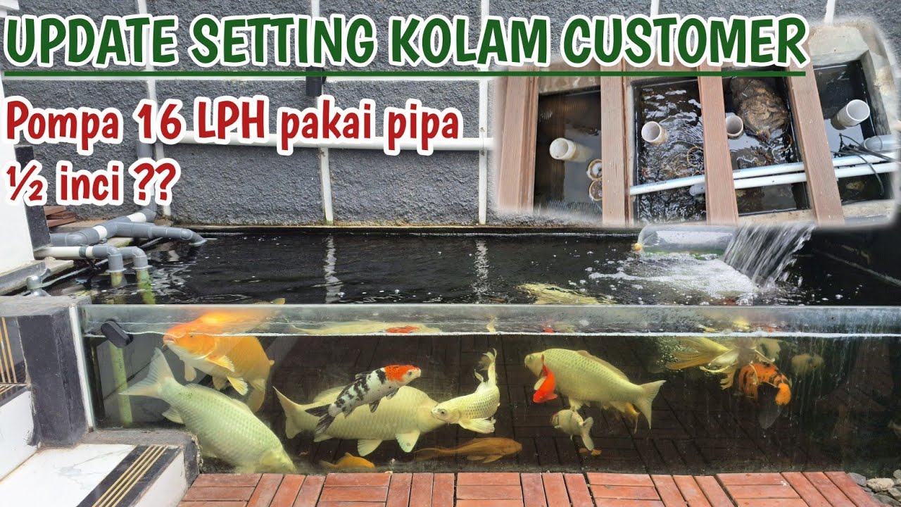 KOLAM BAGUS TAPI SALAH SETTING⁉️ Update setting kolam koi milik customer | Penghobi koi indramayu