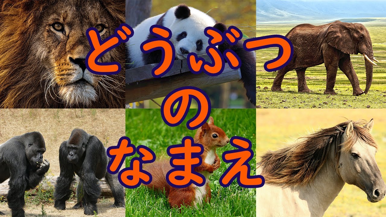 動物の名前を覚えよう｜実写動画使用