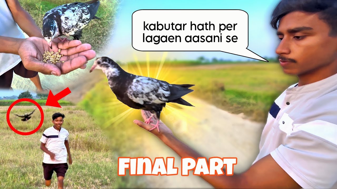 Kabutar ko hath per kaise lagaen || (Part 4) how to catch pigeon on hand 