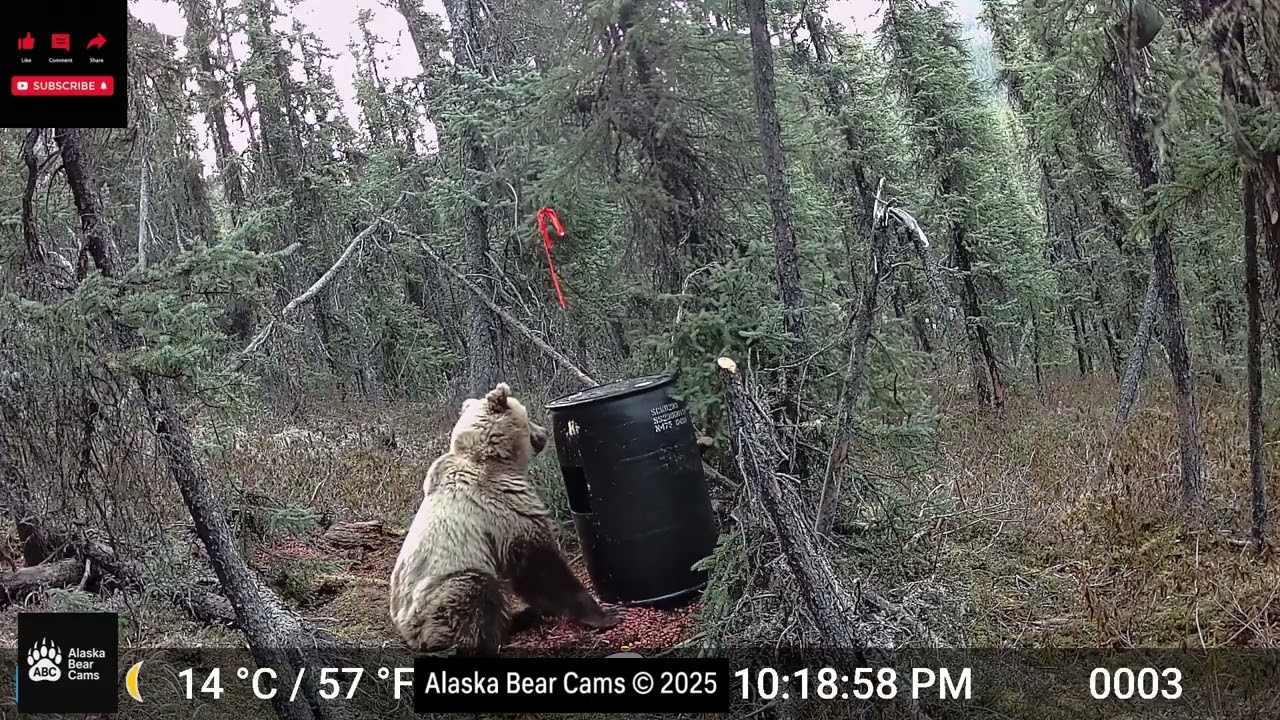 Young Interior Grizzly Chowing Down For  A Long Time