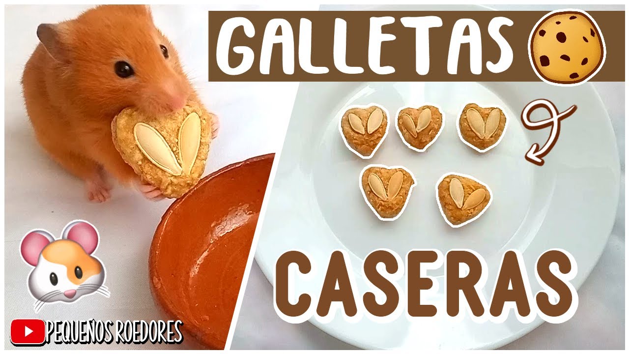 GALLETAS CASERAS PARA HAMSTERS 🍪