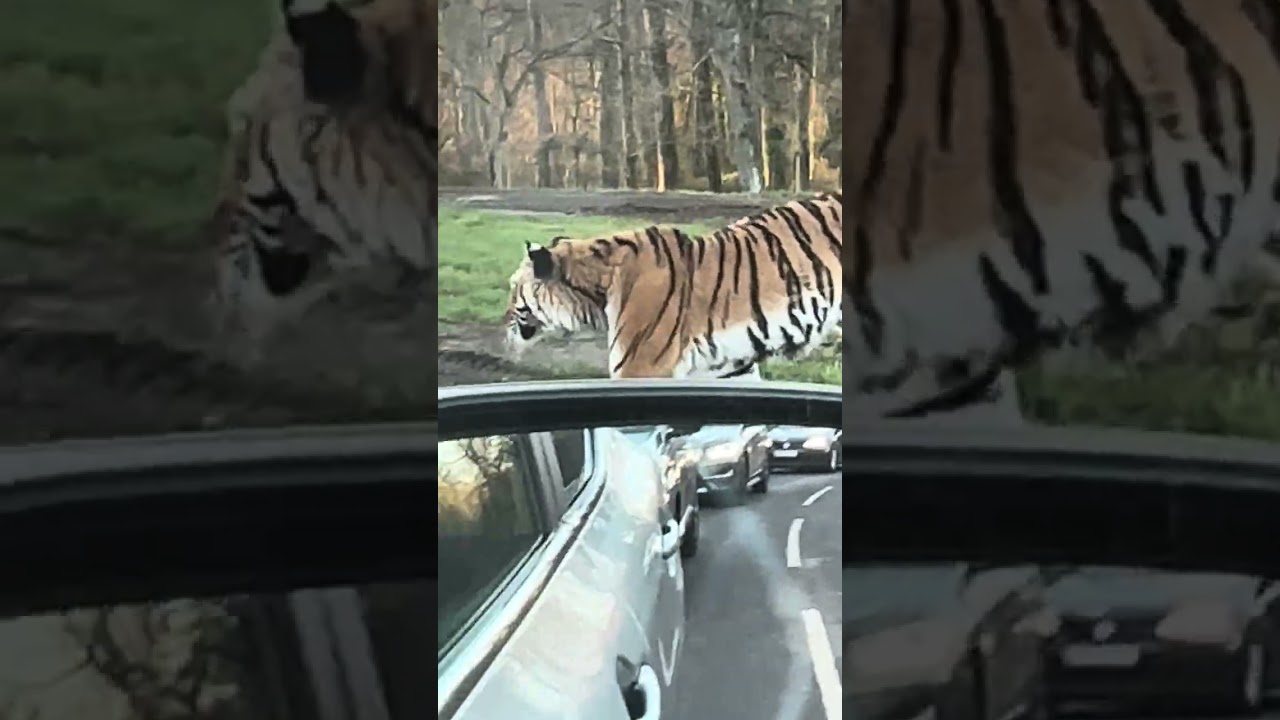 Car window pe OSTRICH knocking 😳🦩 | Tiger & Cheetah dangerously close 😱🐅 | Drive-Thru Safari