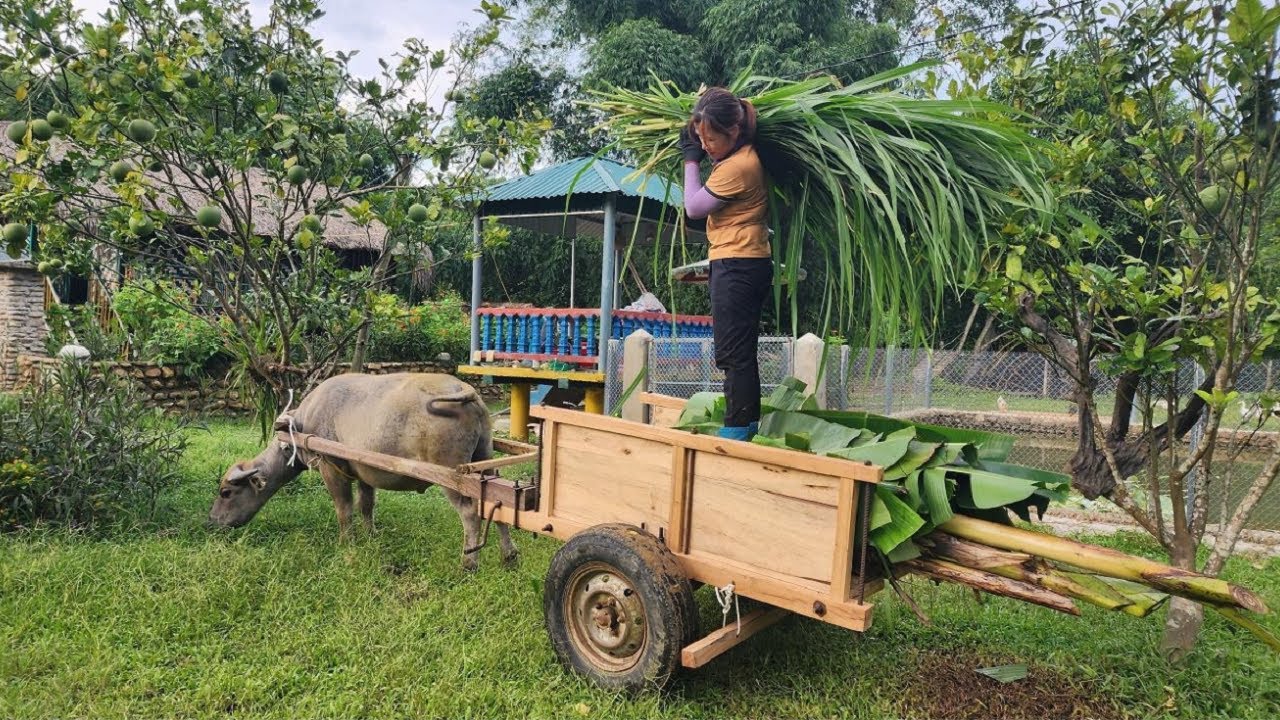 Strong Woman Uses Buffalo Cart to Power Her Farm Life! 💪🐃🍌