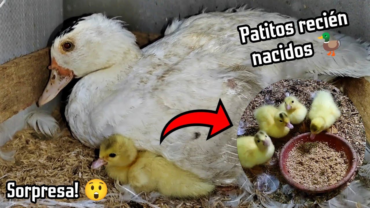 S.O.S. 😭 Nacieron patitos de sorpresa! 🦆🥇
