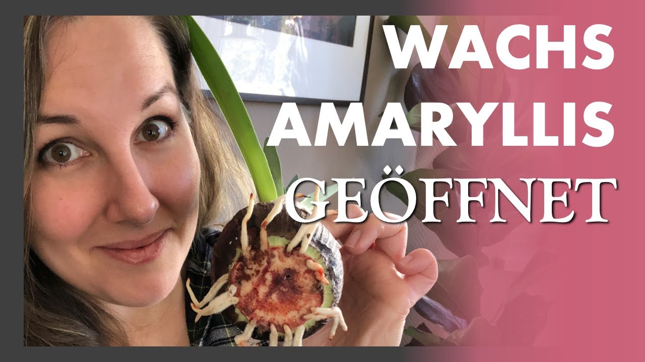 So sieht eine WACHS AMARYLLIS innen aus - ich zeige euch wie Ihr sie RETTET und ÜBERWINTERT