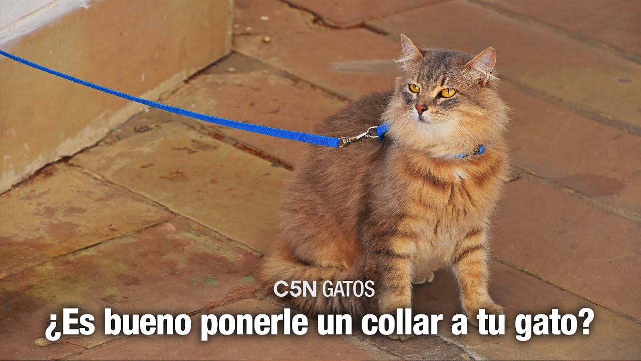 GATOS: ¿es bueno ponerle COLLARES?