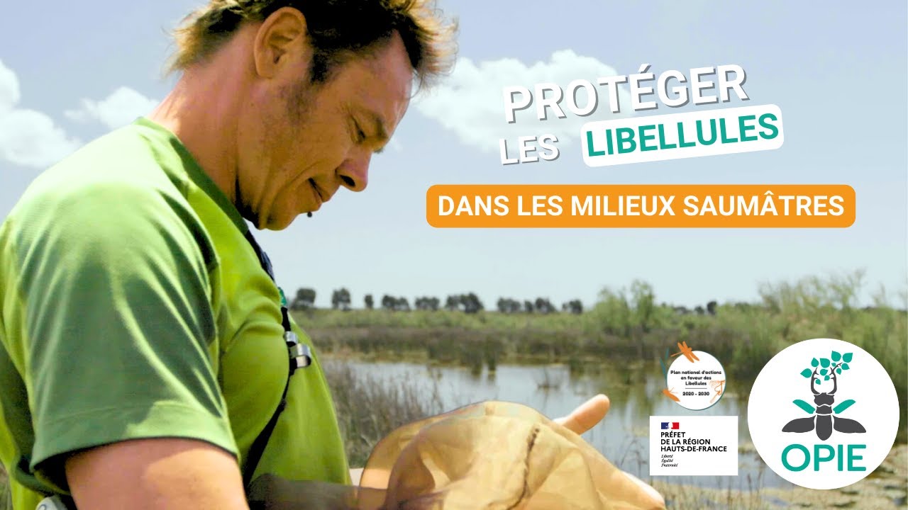 Protéger les libellules ... Dans les milieux saumâtres