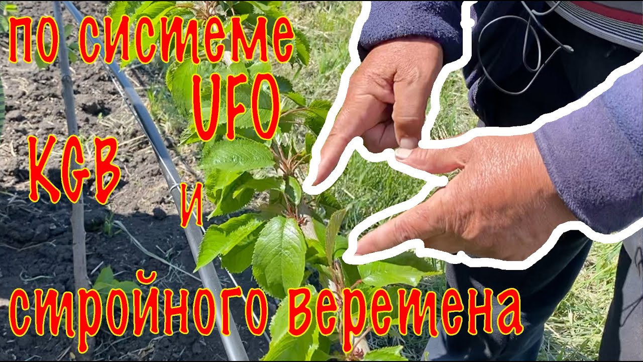 😱 Первый год посадки черешневого сада: удивительные результаты системы UFO, KGB и стройного веретена