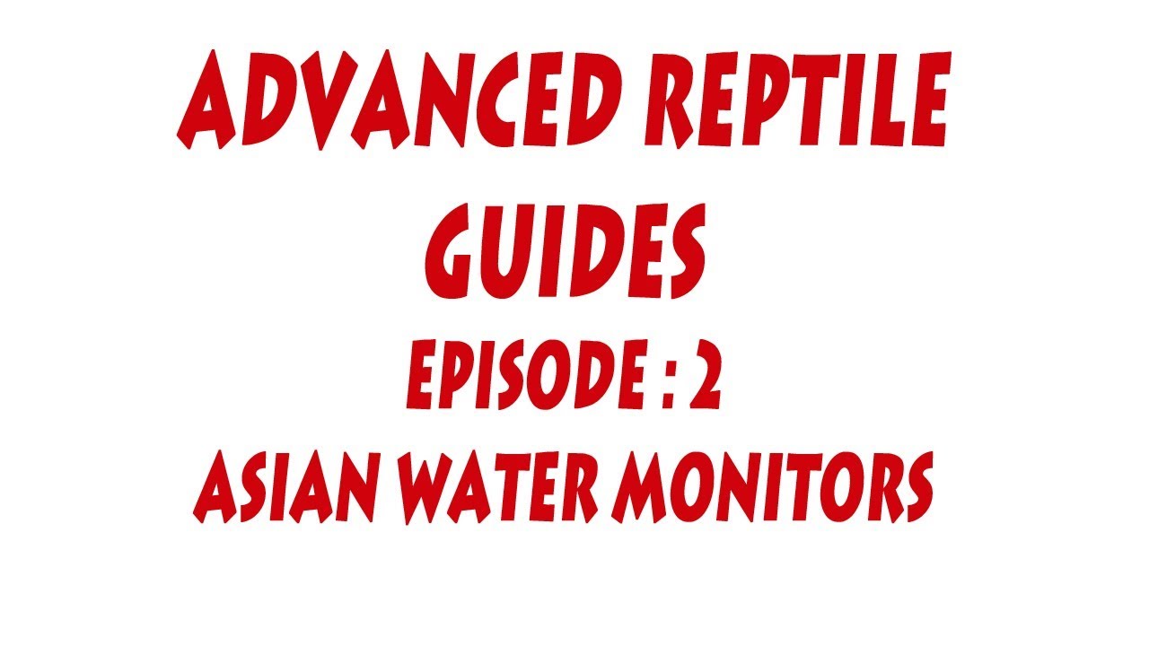 S'N'A Advanced series: Episode 2 - Asian Water Monitors (Varanus salvator)