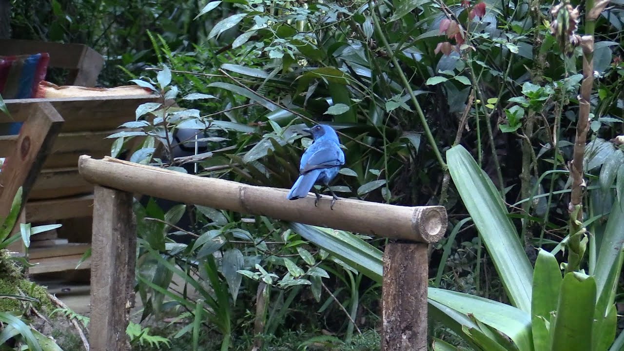 Birds & other observations in Guatemala