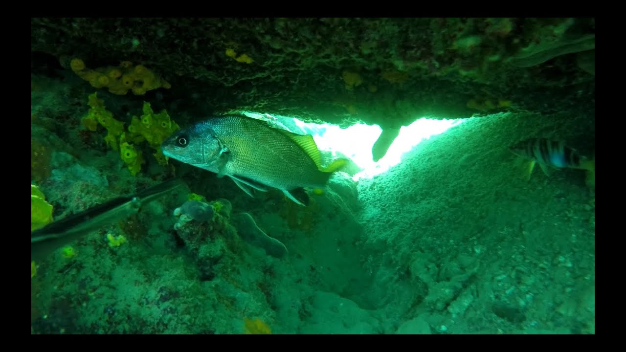 mayis 2015 eskina,cipura,levrek,sargoz spearfishing From Turkey/izmir by cihan atahan