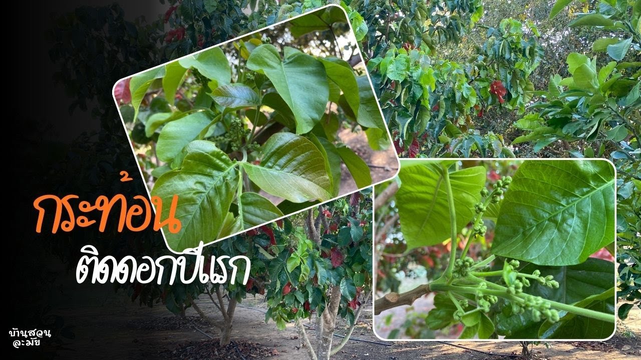 กว่าจะออกดอก 