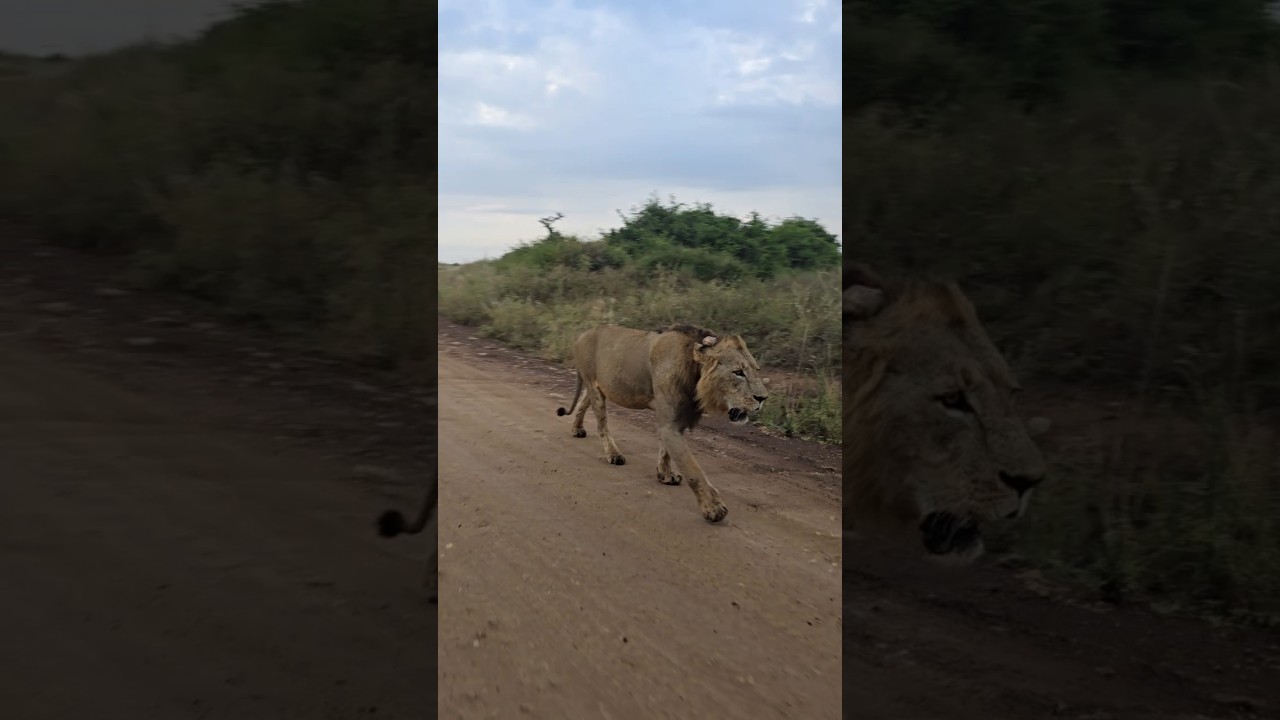 Lion's walk is a statement of power, grace, and untamed confidence #zuphoriasafaris  #lion #safari