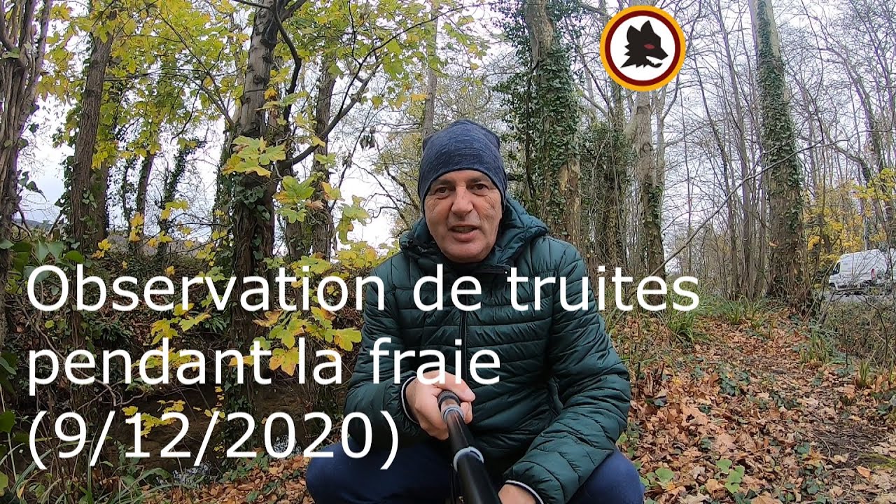OBSERVATION DE TRUITES PENDANT LA FRAIE ( 9/12/2020)