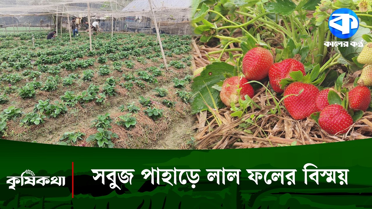 পাহাড়ে স্ট্রবেরি চাষ করে সফল তরুণ উদ্যোক্তা নিঅংশ্রু | Strawberry | Kaler Kantho