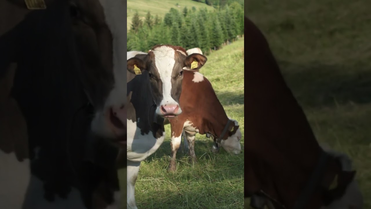 Old MacDonald Had a Cow #oldmacdonaldhadafarm #kidssong