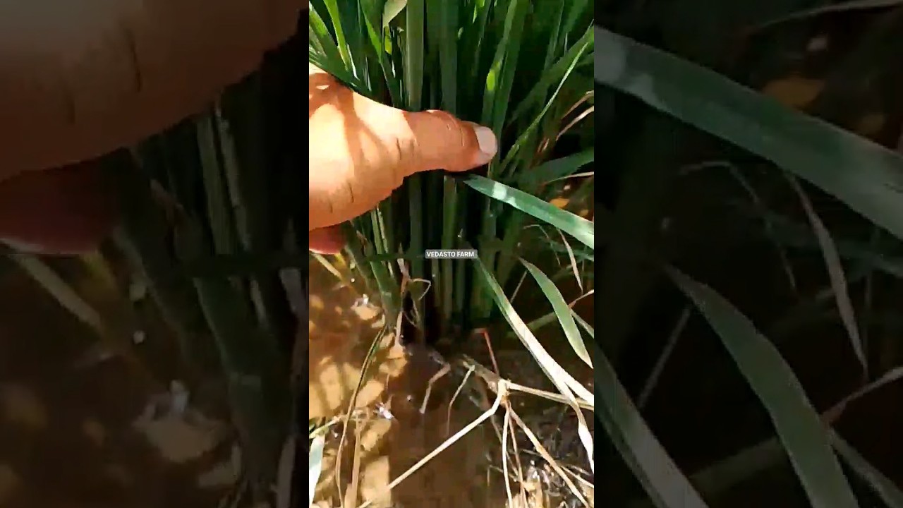 Booting stage #shorts #short #rice #satisfying #shortvideo #trending #asmr #diy#viral#farming#farmer