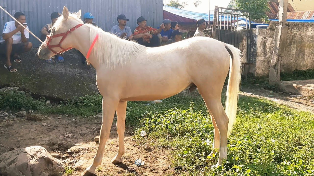 MOST BEAUTIFUL WHITE HORSE AT THE MARKET: RARE EQUINE FIND