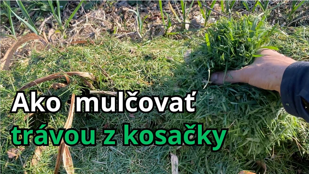 Ako mulčovať trávou z kosačky (bez hnitia a zápachu)