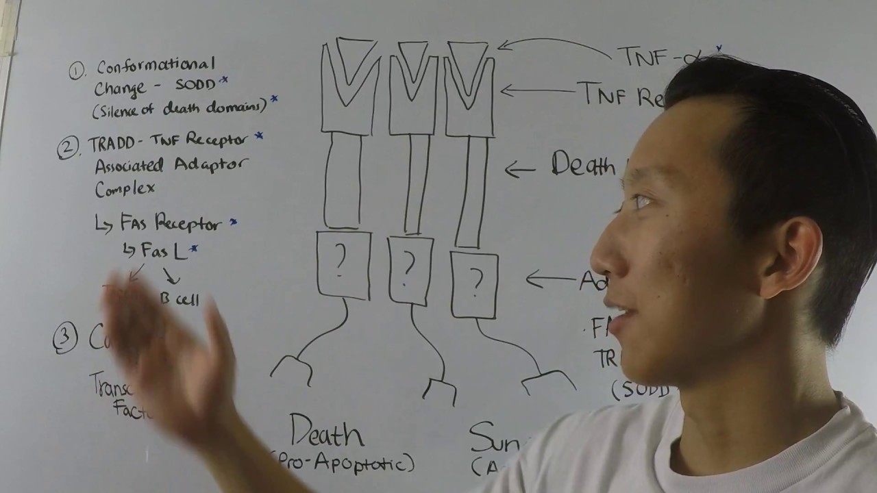 Tumor necrosis factor receptor signaling Biochemistry