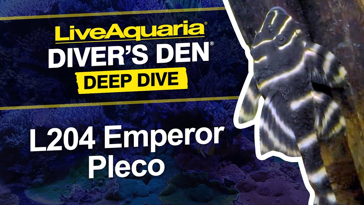 LiveAquaria® Diver’s Den® Deep Dive: L204 Emperor Pleco