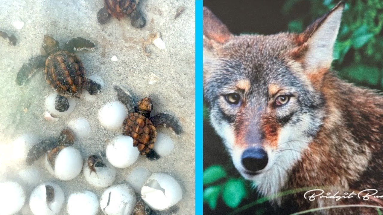 Sanibel eyes lethal removal to curb coyote threat to sea turtle nests
