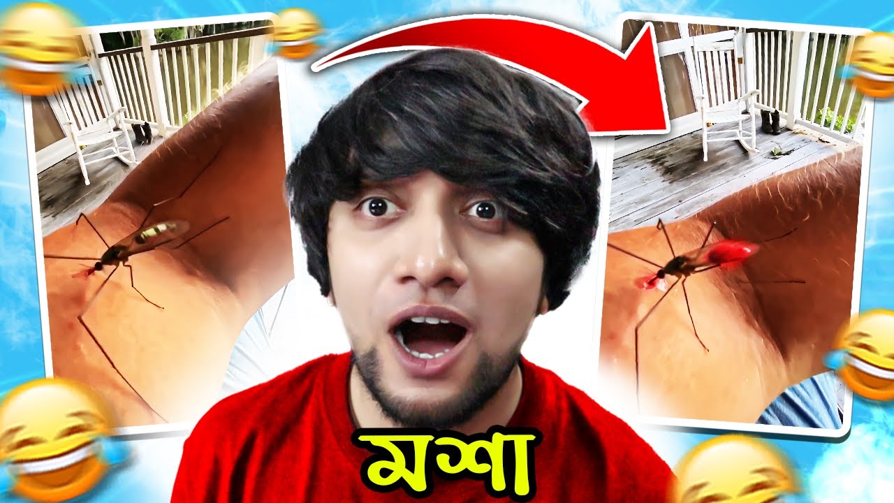 একেকটা কুকুরের সাইজের মশা