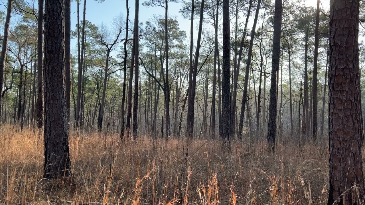 Old-growth pine forest pause