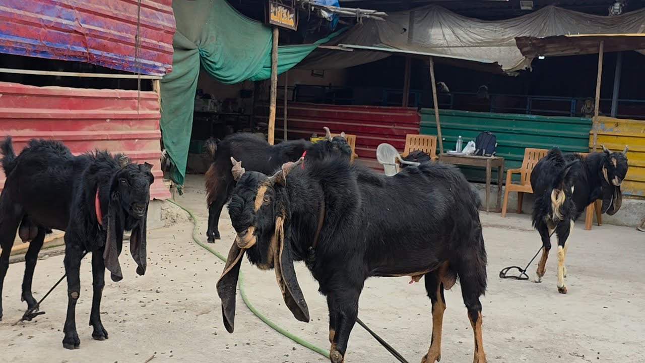 Yeh Nahi Dekha Kota Collection Toh Kya Dekha | Khan's Goat Farm Ka Best Kota Collection Mumbra.