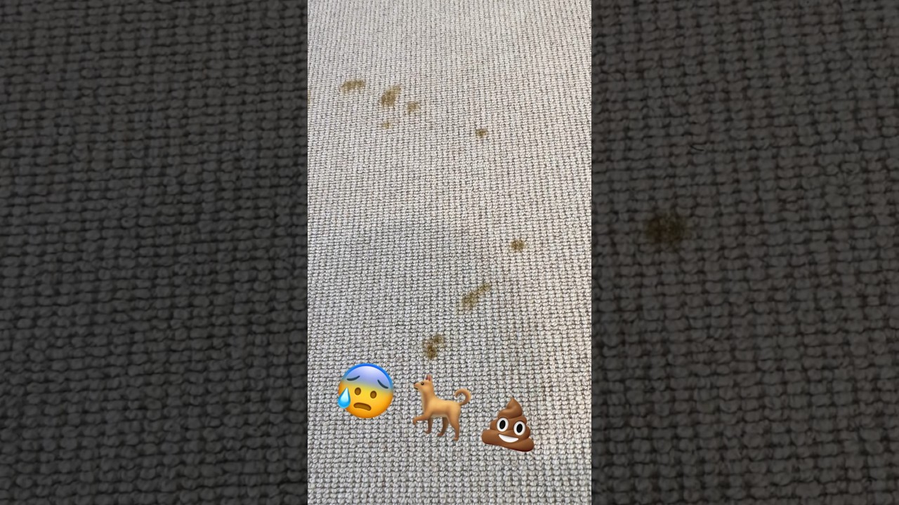 Cleaning pet stains off wool carpets made easy! #shorts