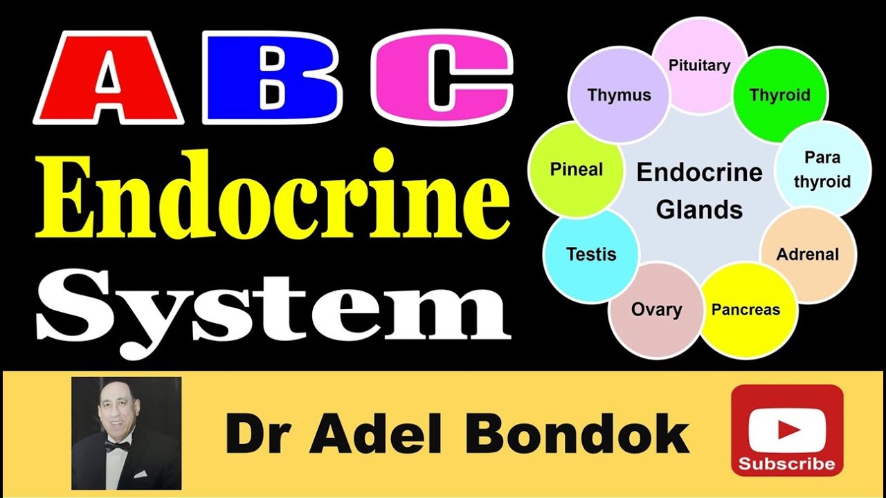 Anatomy and Physiology of the Endocrine System, Dr Adel Bondok Making Anatomy Simple