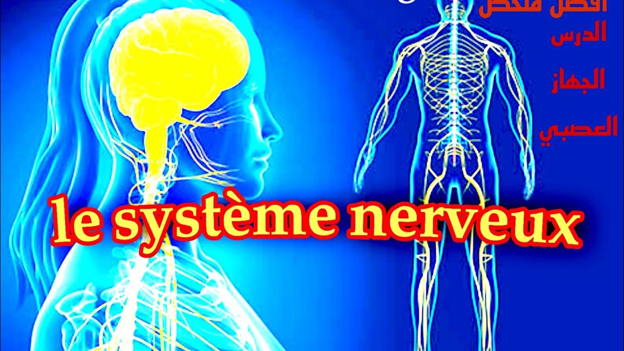 résumé le système nerveux 3AC