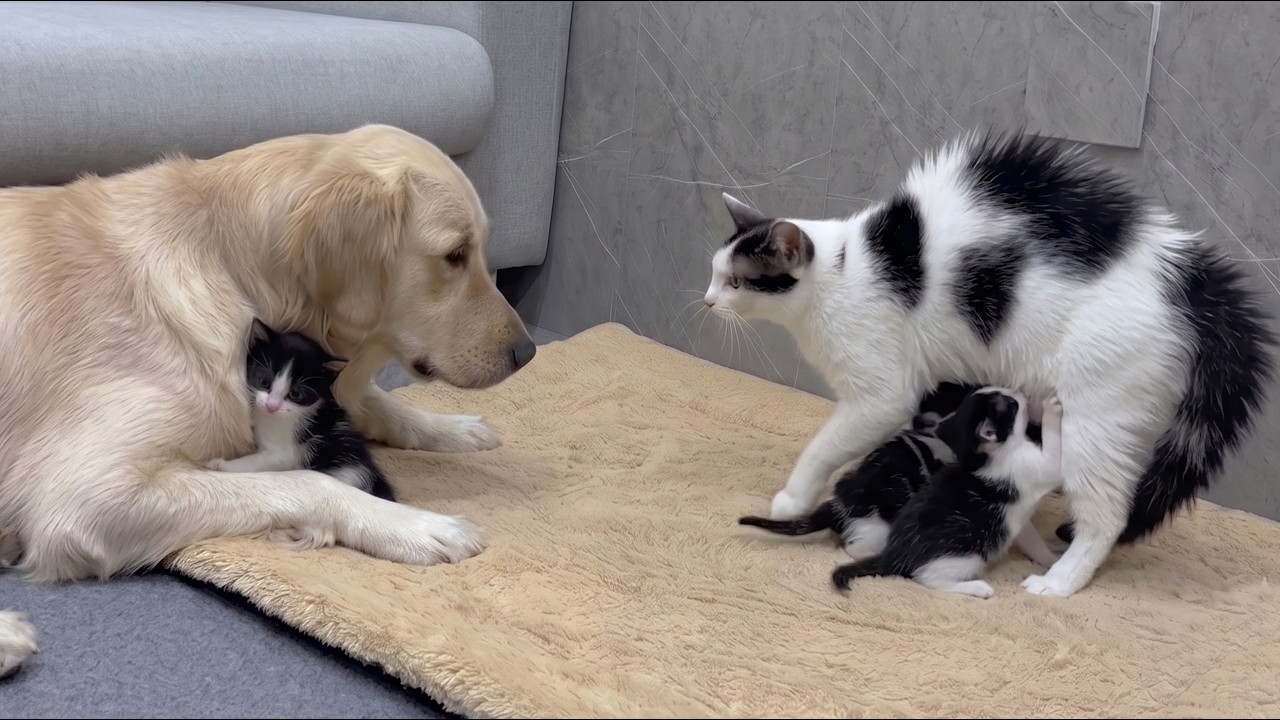 Tiny Kitten Shows Mom Cat the Giant Golden Retriever Is Safe