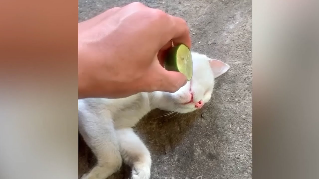 The funniest short video about DOGS and CATS 2024 🐶😸 | Cats and Dogs funny videos