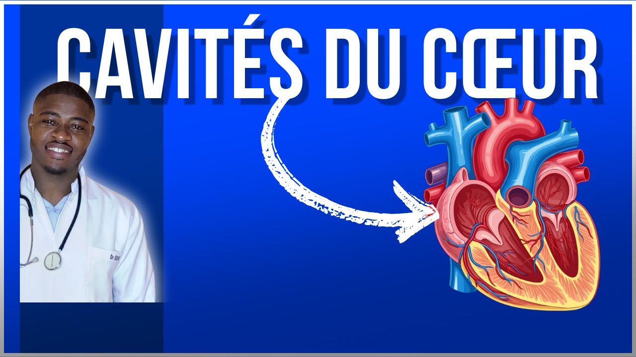 Anatomie du Cœur : Tout Comprendre (Cavités, Valves, Électrique)