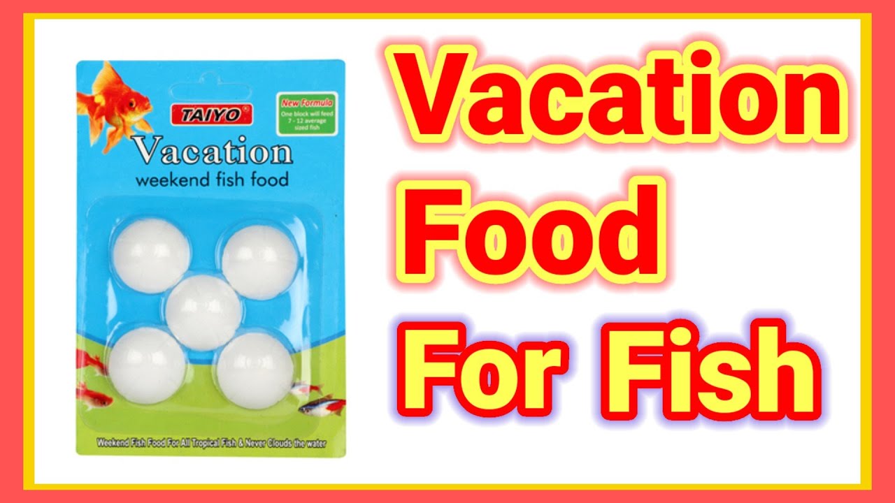 Holiday Food For Aquarium Fish |Vacation Food For Fish | Weekend Fish Food
