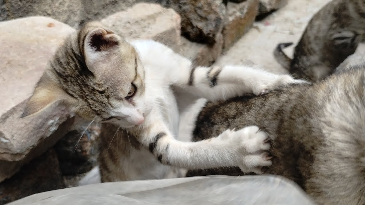 cat kitten Cute babies is live in my home #cat #shorts #catlovers