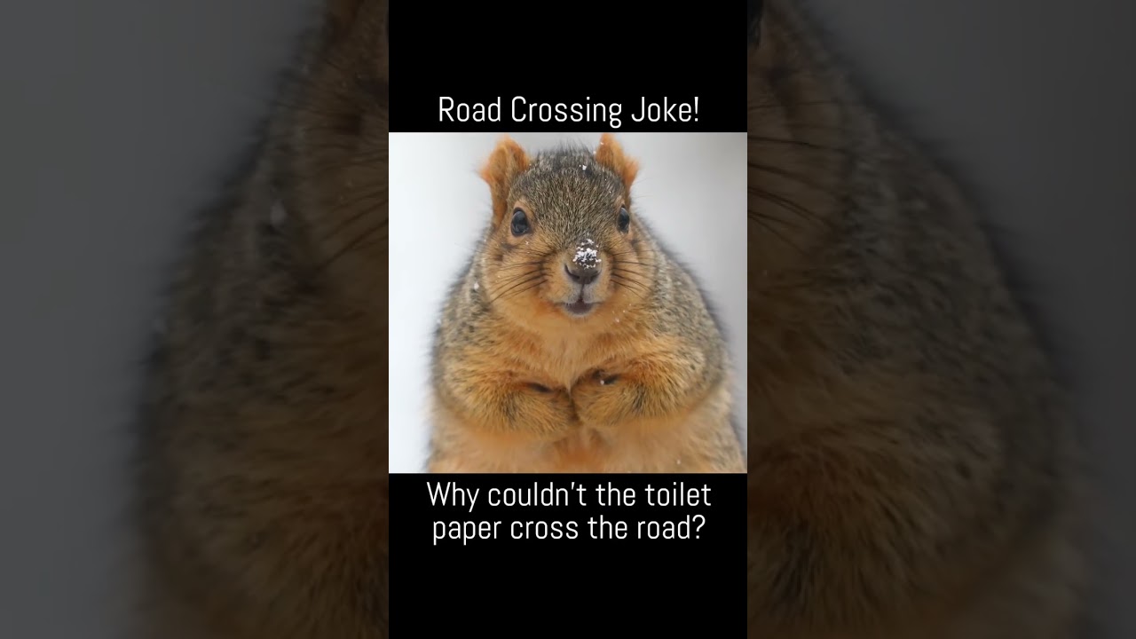 🤣 FUNNY JOKE! Why couldn&rsquo;t the toilet paper cross the road?