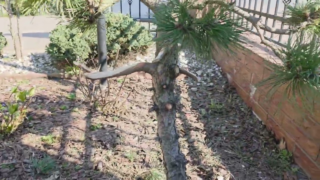 Barber w ogrodzie #2