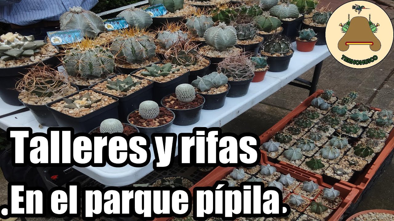 Rifas de plantas suculentas, talleres y otras actividades en el Parque Pípila en la ciudad de México