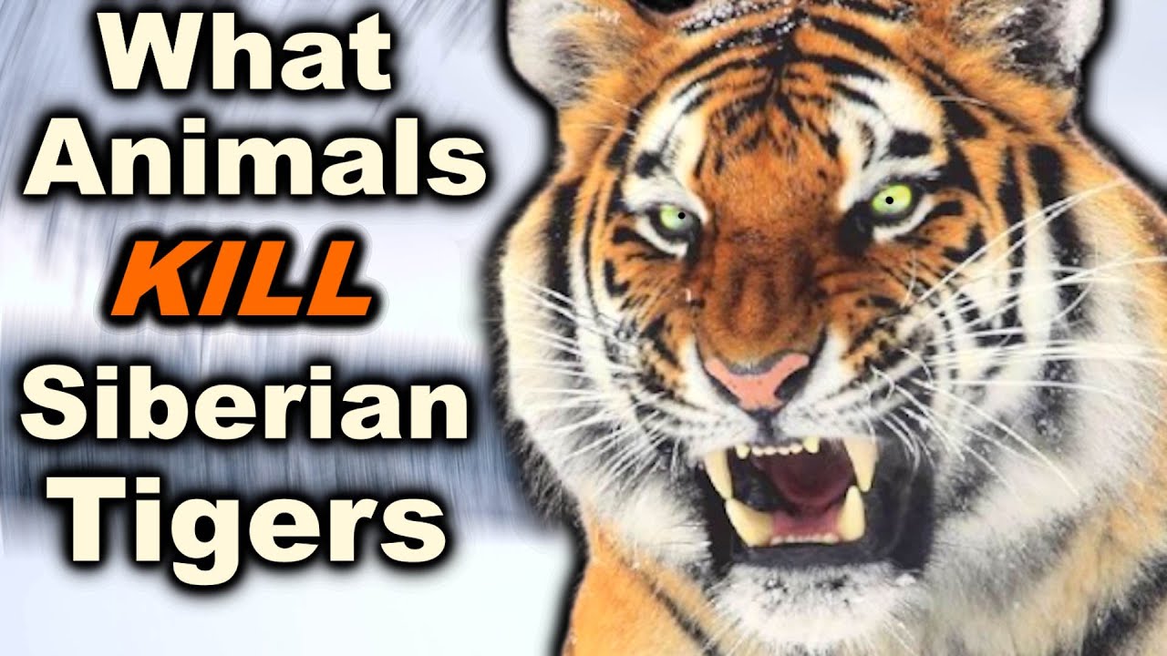 6 Animals That Can DEFEAT a Siberian Tiger In a Fight