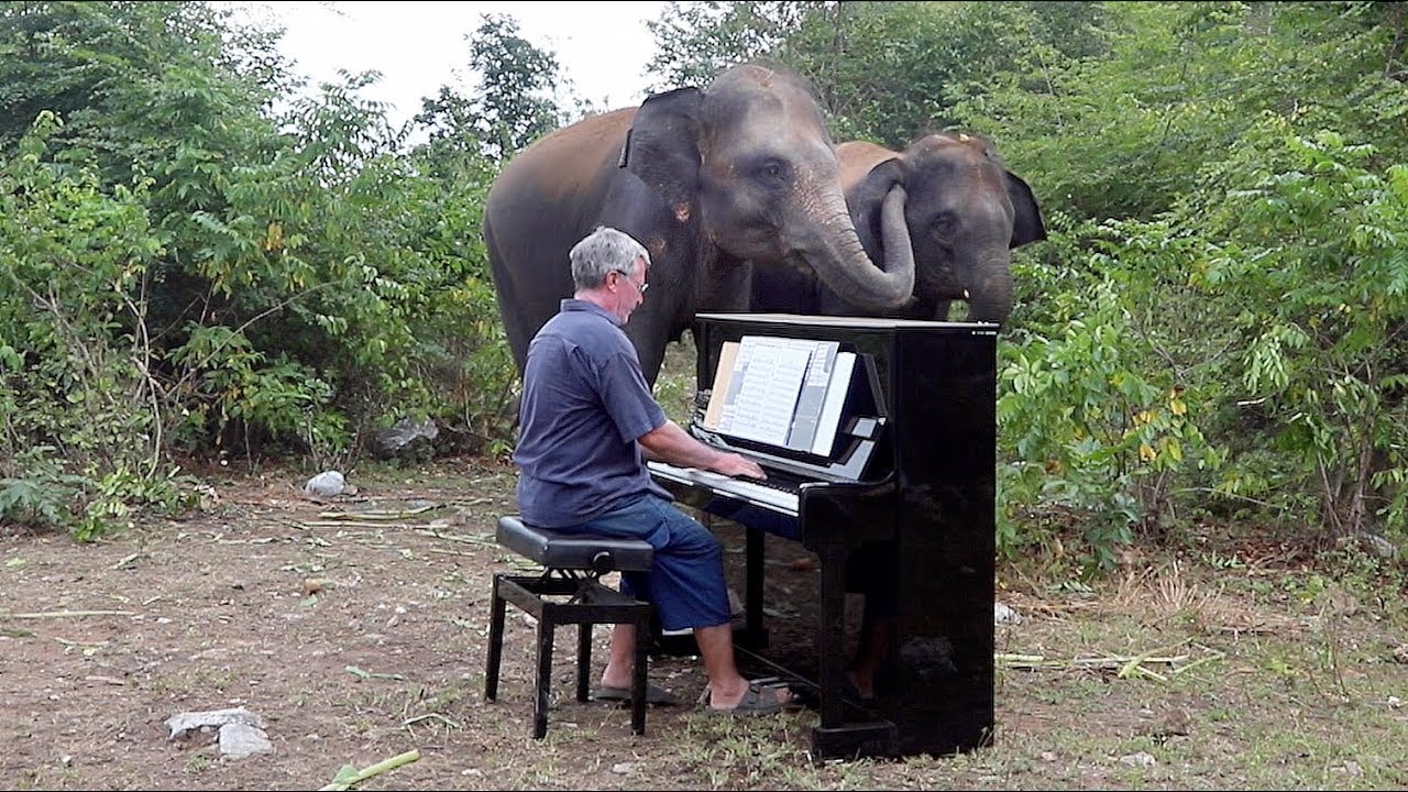 Elephants 