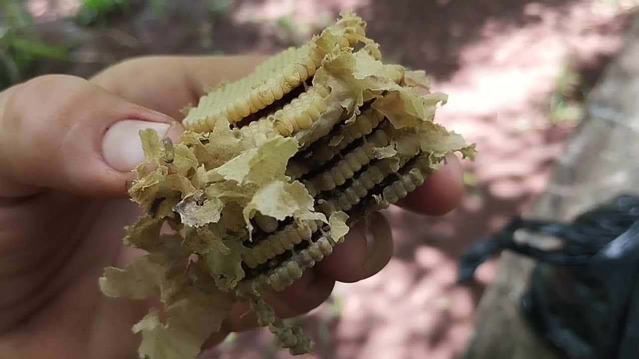 Multiplicação de mirim droriana passo a passo 🐝👌
